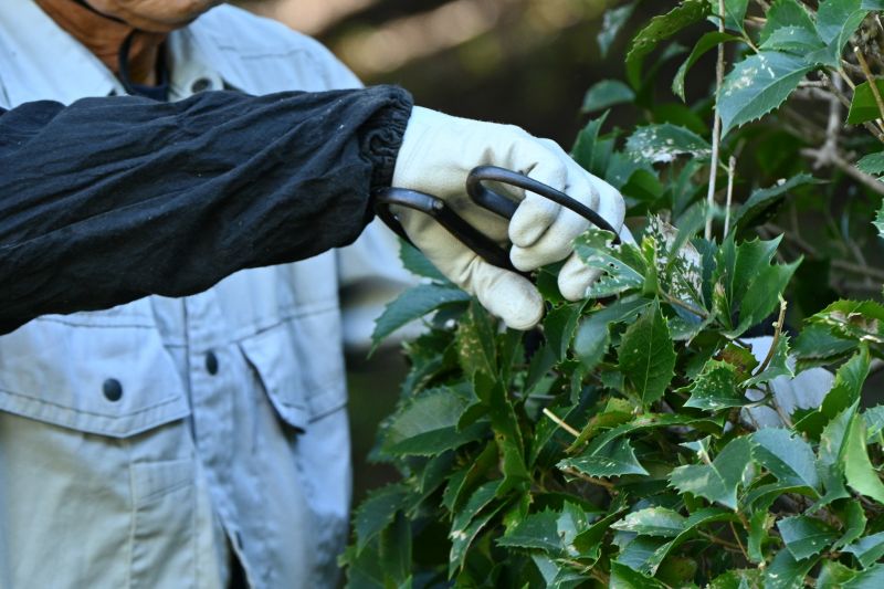 Bush Pruning