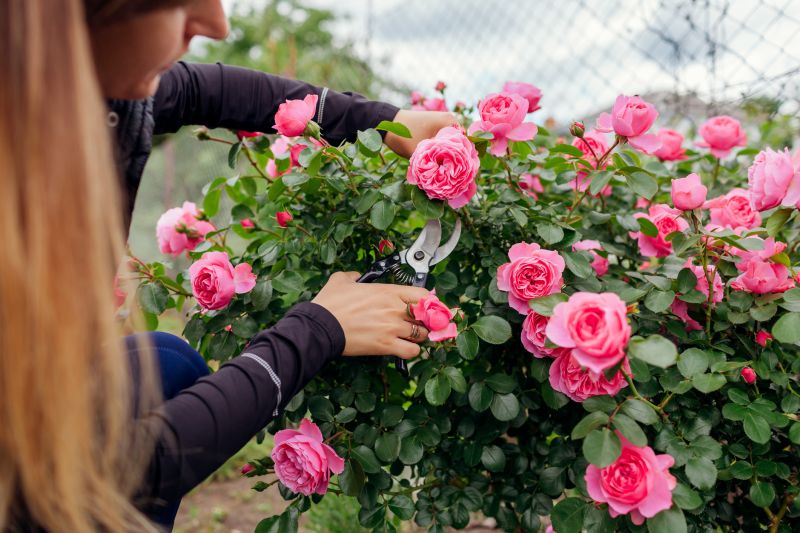 Bush Pruning