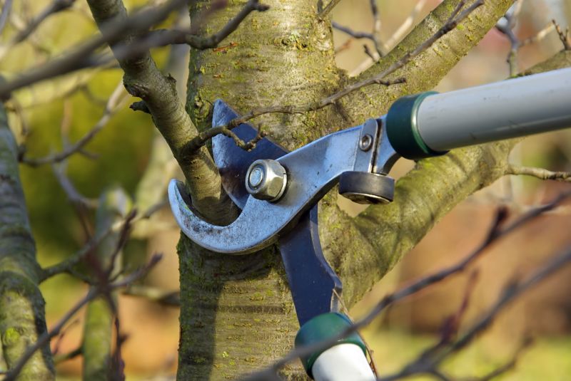 Birch Tree Pruning in Pottstown, PA
