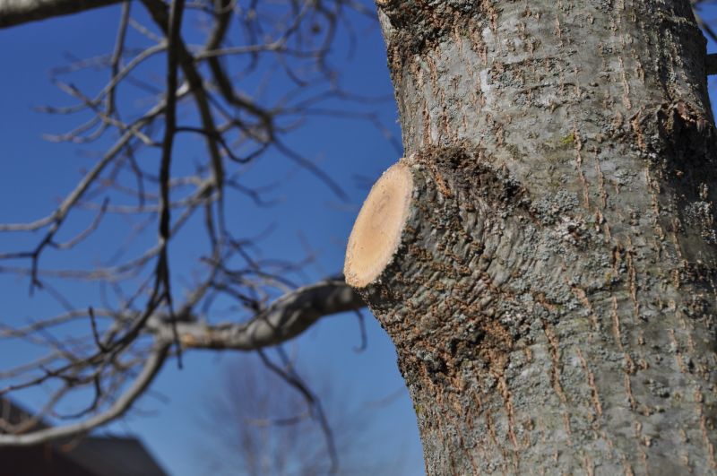 Birch Tree Pruning in San Jose, CA
