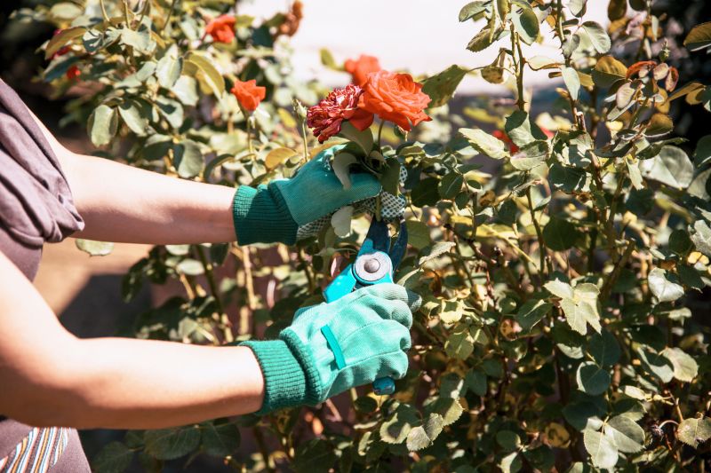 Fall Bush Pruning