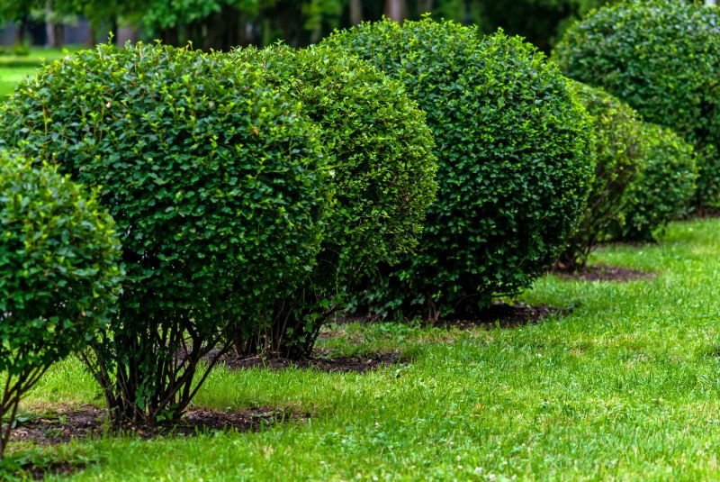 Landscaped Garden with Bush Prunings