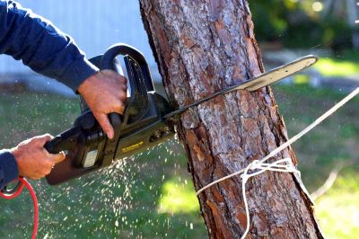 Commercial Tree Removal in San Jose, CA
