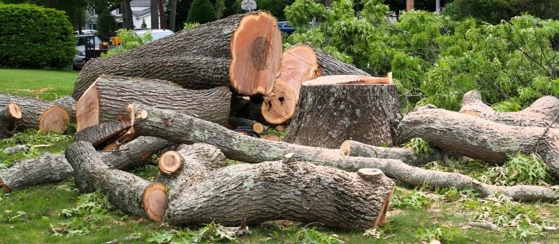 Dead Tree Removal in Pottstown, PA