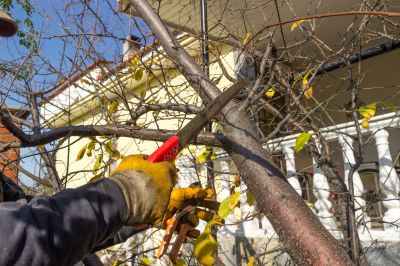 Hickory Tree Trimming in San Jose, CA