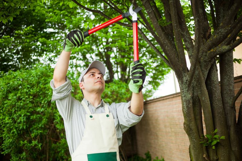 Oak Tree Pruning in Reno, NV
