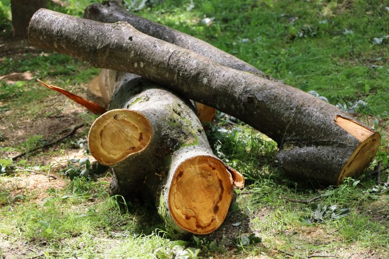 Dead Branch Removal in Doylestown, PA