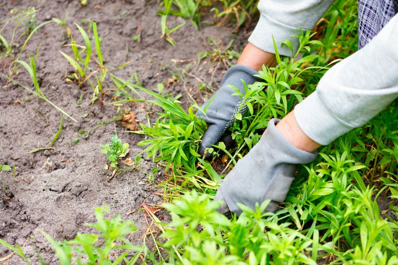 Flower Bed Weeding Service in Honolulu, HI